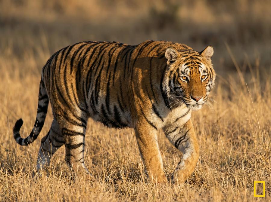 国产视频老虎视频教程 孟加拉虎丛林追踪写真
